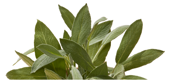 Moroccan Mountain Sage