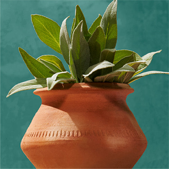 Moroccan Mountain Sage