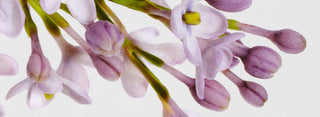 Close-up of pink flowers with a white background