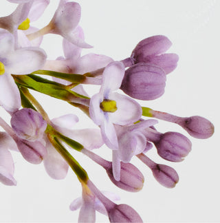 Close-up of purple flowers with a white background