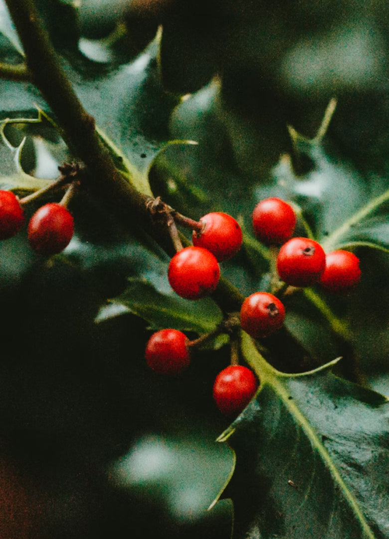 THE SCENTS OF<br>THE SEASON<br>BUNDLE