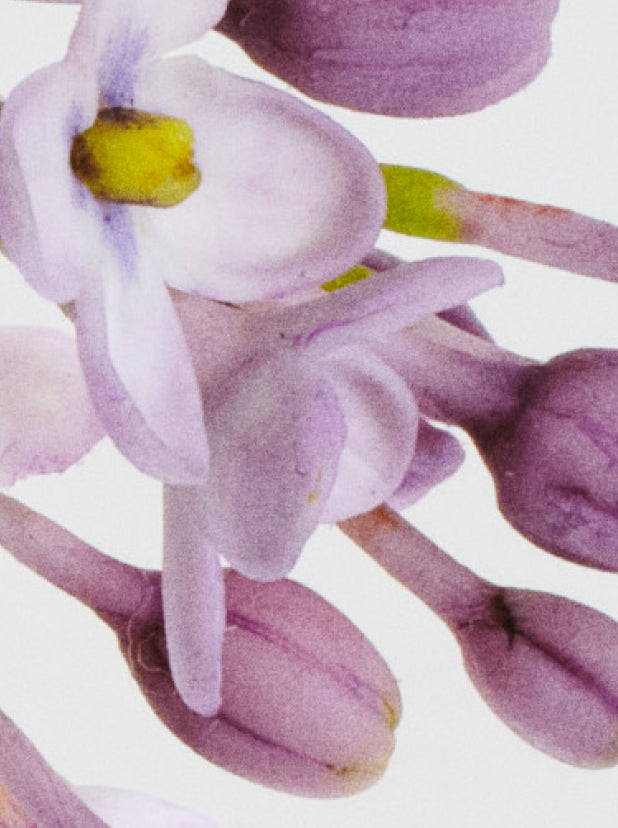 Soft & Floral