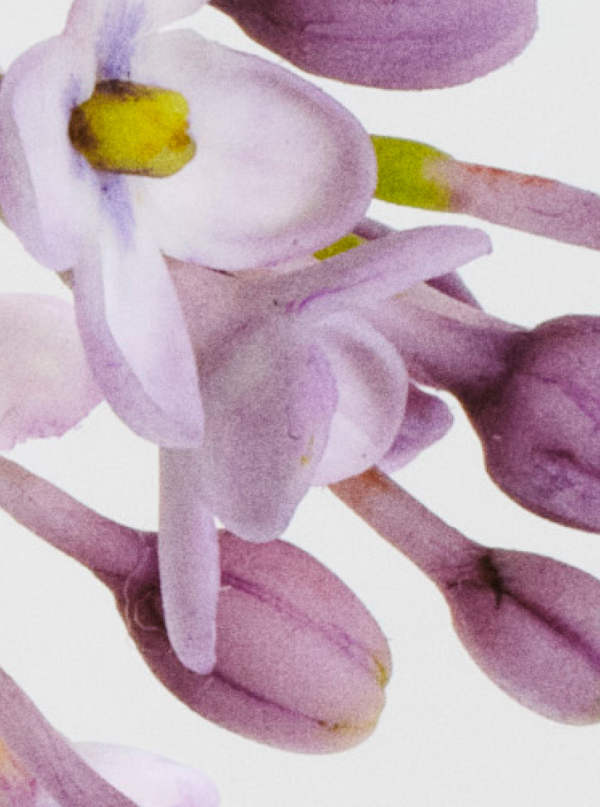 Soft & Floral