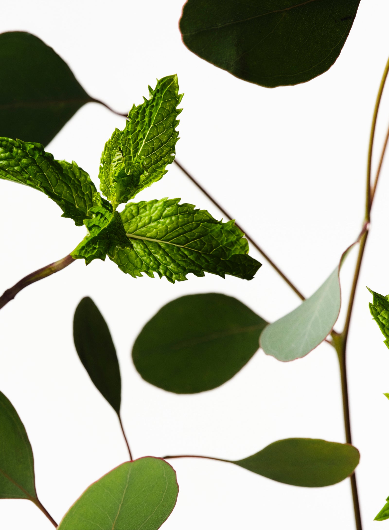 Scents you'll love