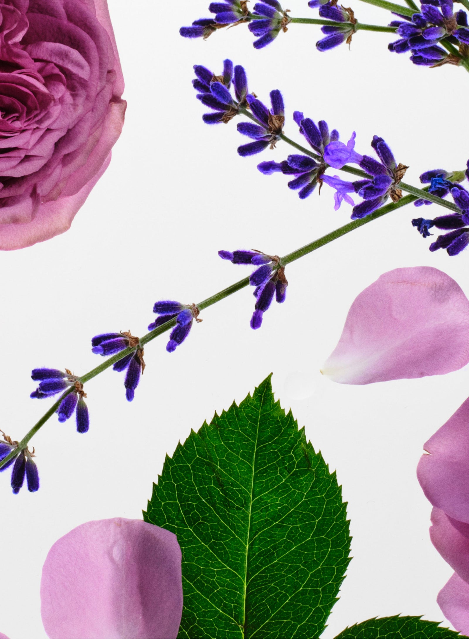 Scents you'll love
