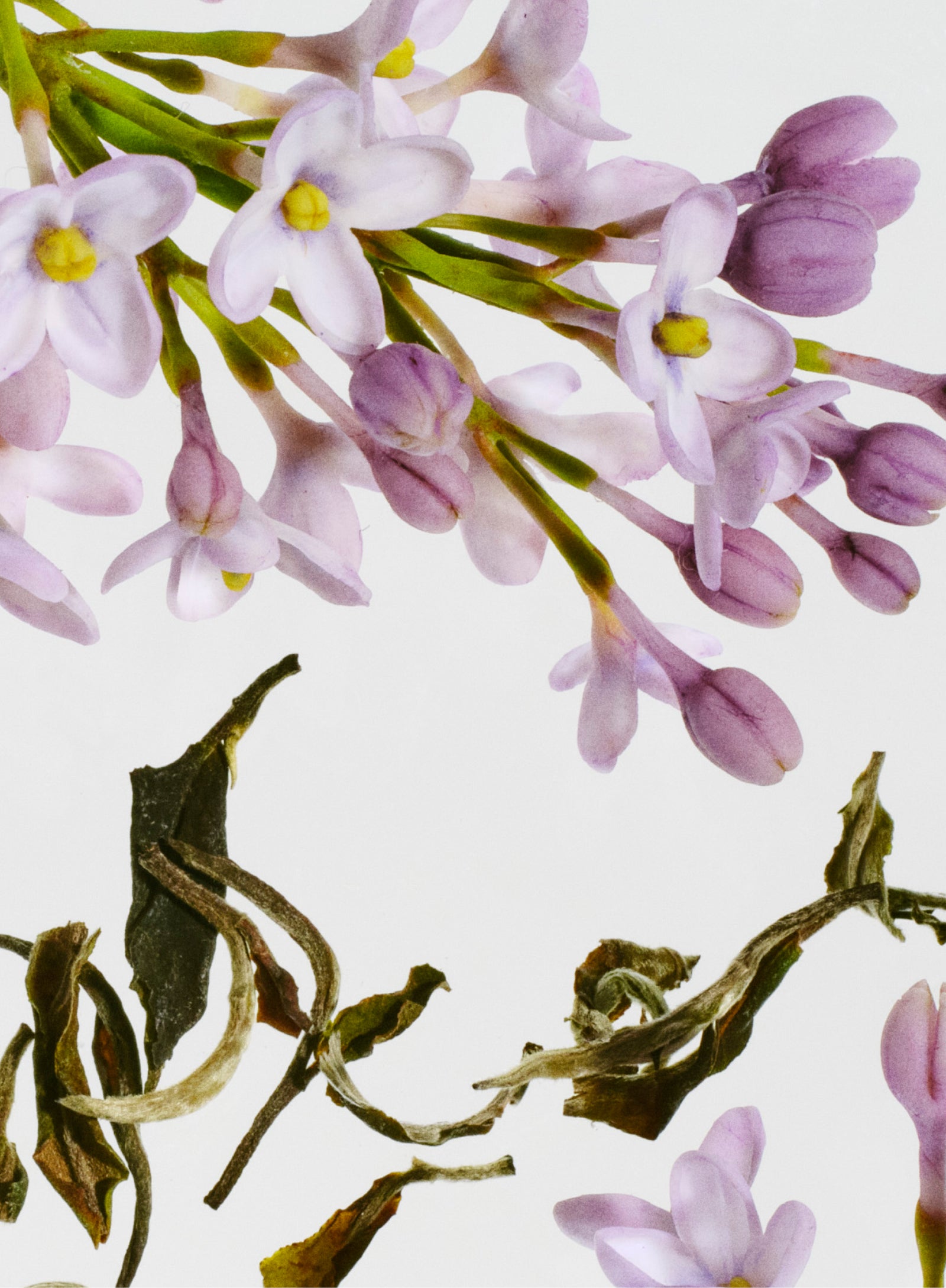 Scents you'll love