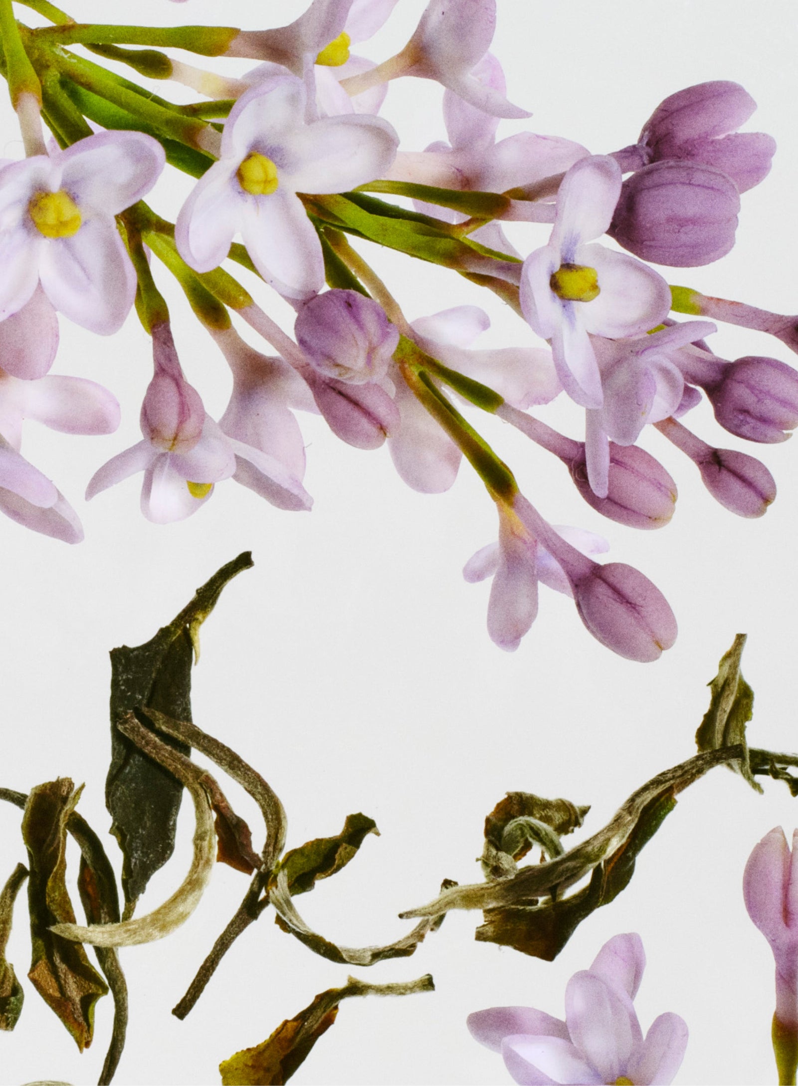 Scents you'll love