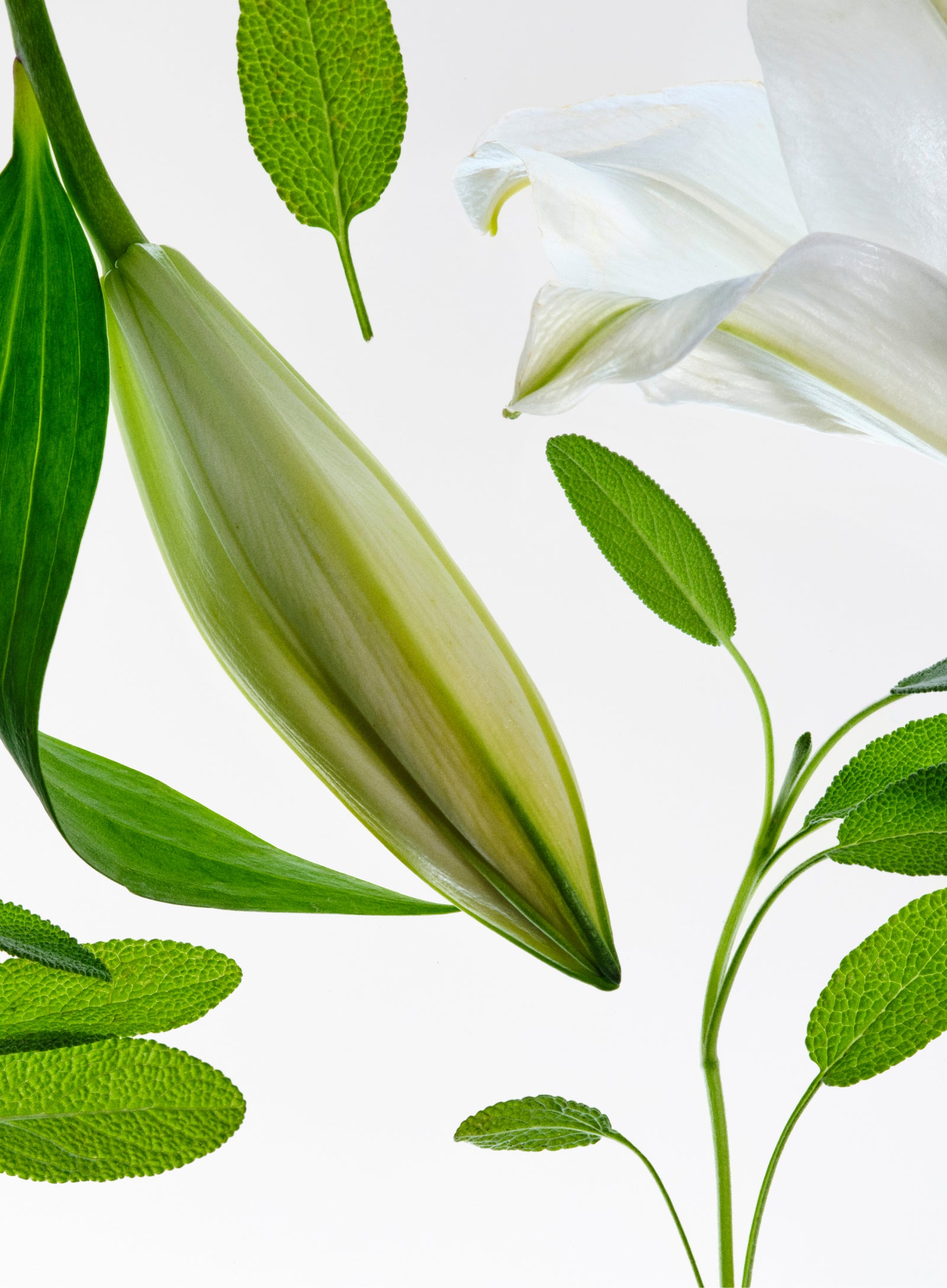 Scents you'll love