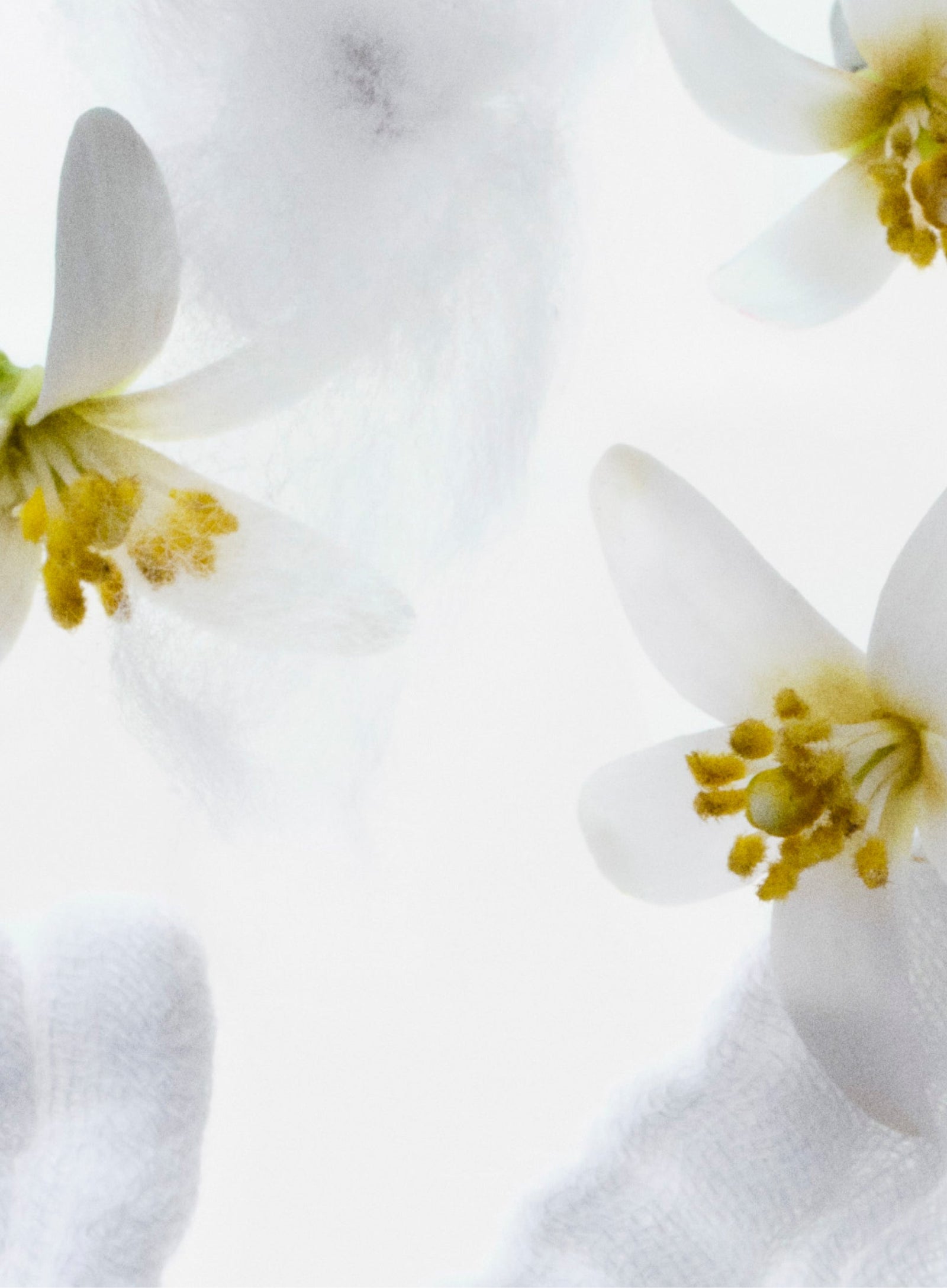 Scents you'll love