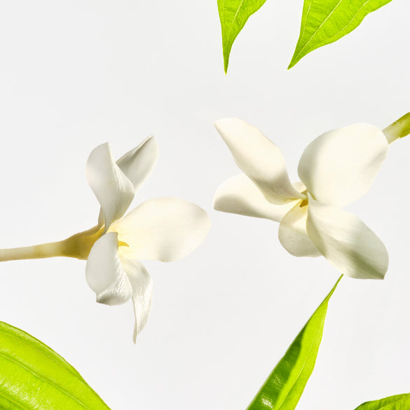 Bare Jasmine