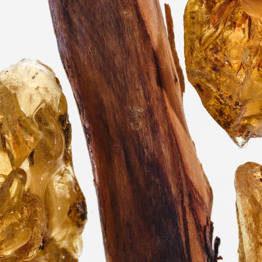 Black Oak & Amber
