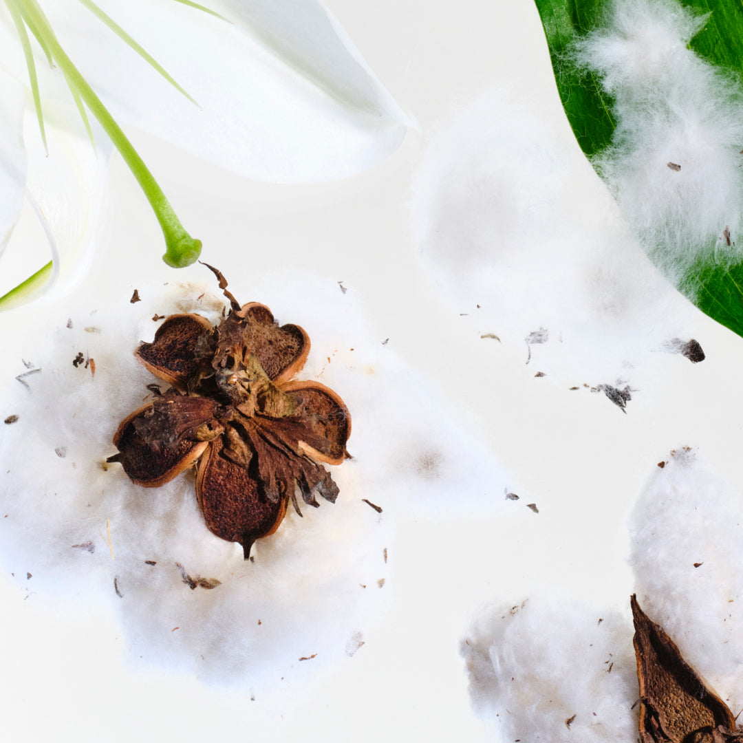 Cotton & Lily
