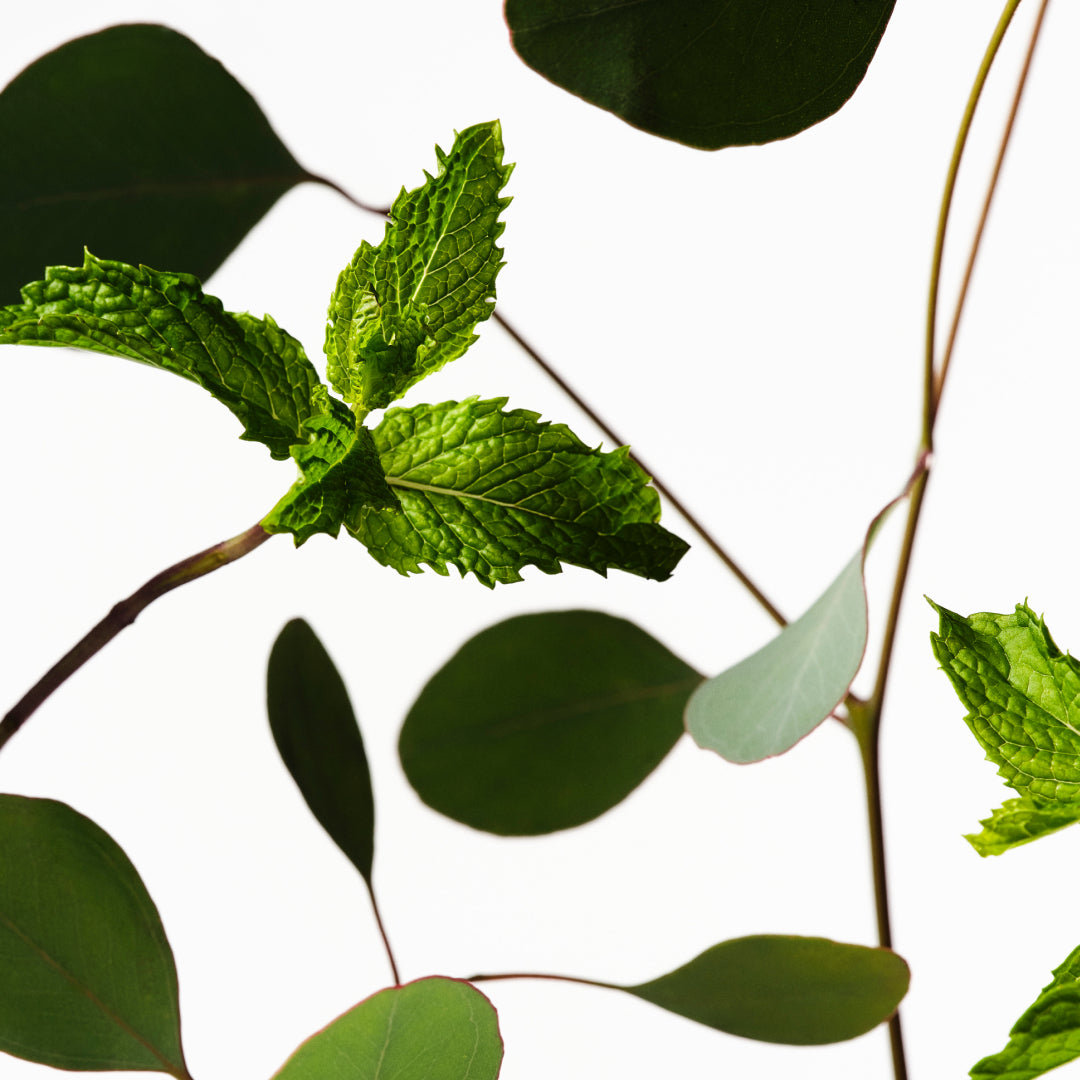 Eucalyptus & Mint