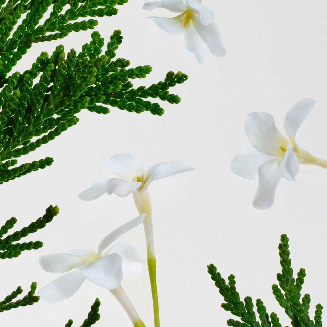 Jasmine & Cedar