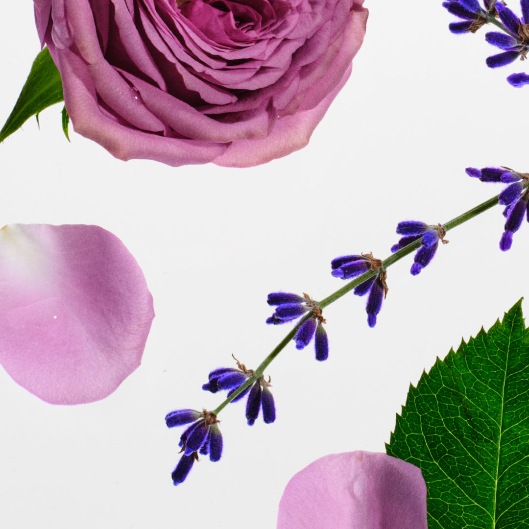 Lavender & Rose