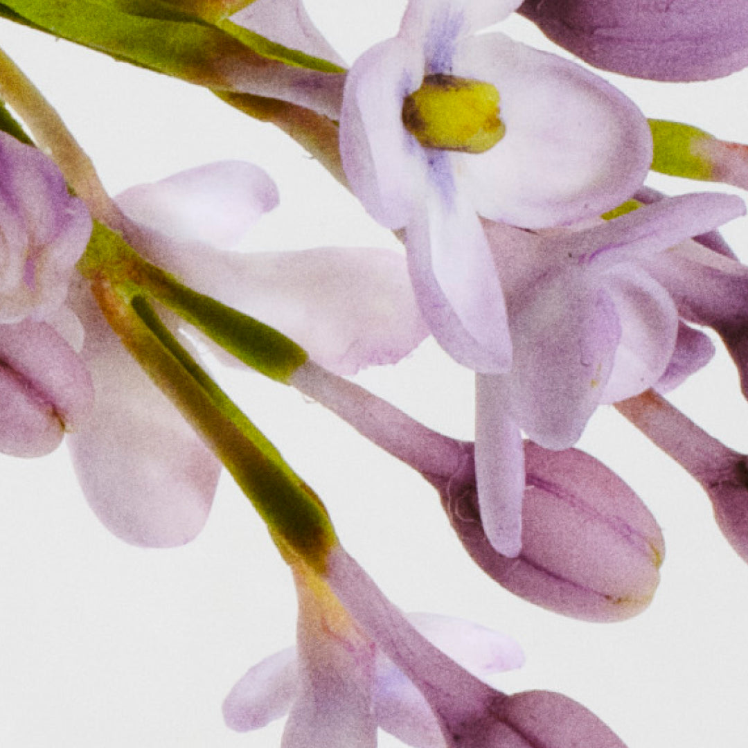 Lilac & White Tea