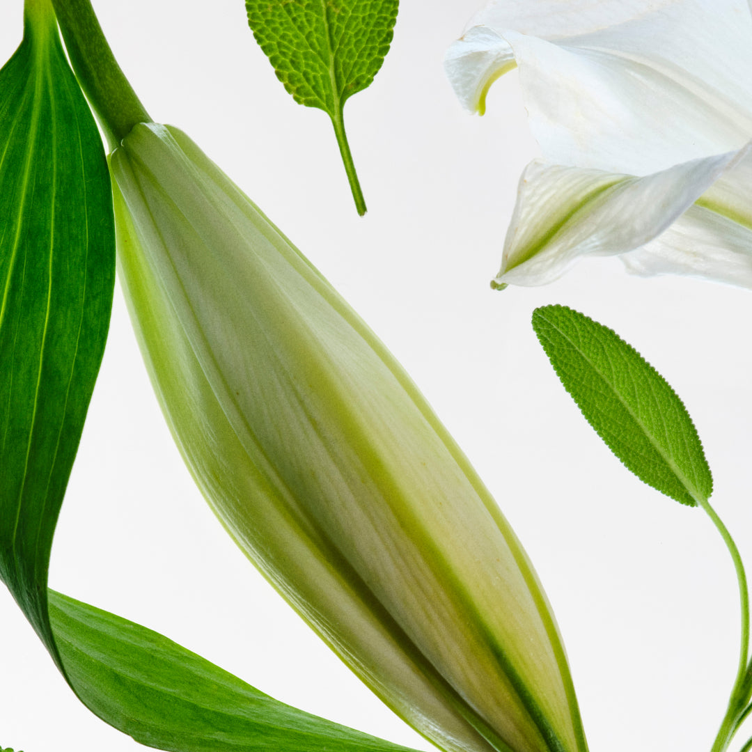 Lily Milk & White Sage