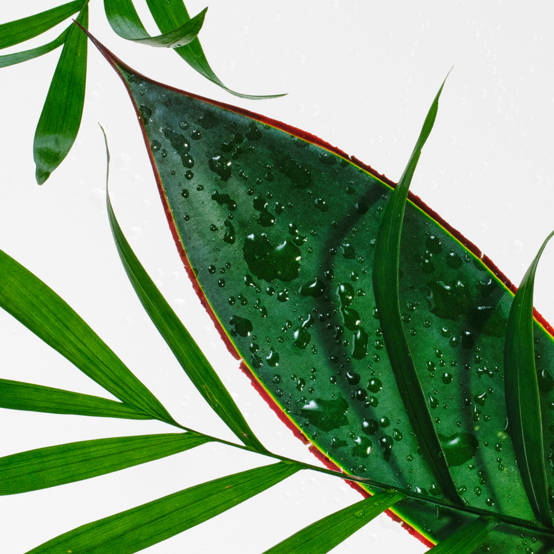 Palm Leaf & Agave