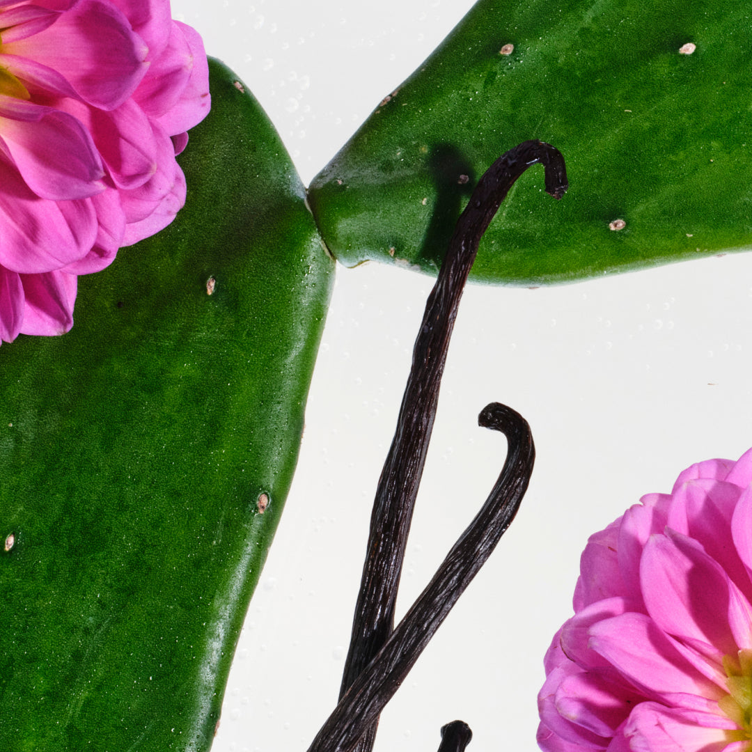Vanilla & Cactus Flower